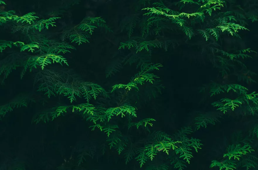 green pine tree leaves